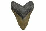 Serrated, Fossil Megalodon Tooth - North Carolina #345666-1